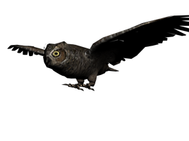 Buho