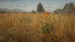 Prairie Poppy Red Dead Wiki | Fandom