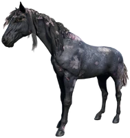 The Scarred Blue Roan Nokota