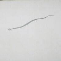 Arthur's drawing of a Black-Tailed Rattlesnake