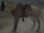 Death (Horse)
