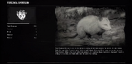 Virginia opossum profile