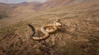 Black-tailed Rattlesnake off-bounds