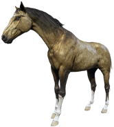 The Gold Turkoman