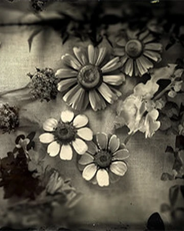 American Wild Flowers Red Dead Wiki Fandom