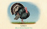 Fauna of America Turkey