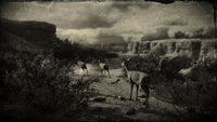 Deers and a buck at San Luis River - loading screen