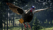 Eastern Wild Turkey flying