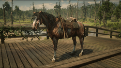 Appaloosa Red Dead Wiki Fandom