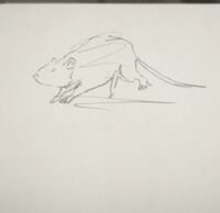 John's drawing of a Brown Rat