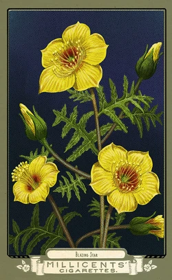Flora of America Card Set | Red Dead Wiki