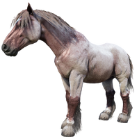The Red Roan Breton