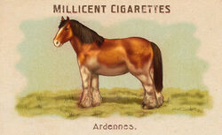 Horse Breed: Ardennes