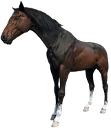 The Dark Bay Turkoman