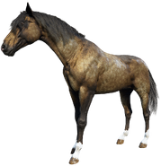 The Gold Dapple Turkoman, there is only one which is ridden by Sadie named Bob