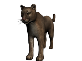 Puma