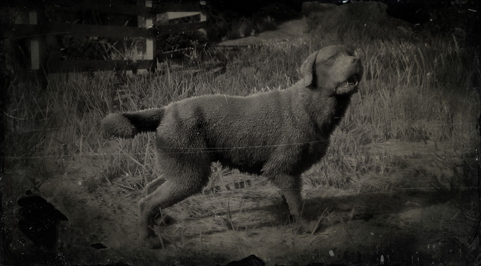 Dog (RDR2) | Red Dead Wiki | Fandom