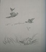 Arthur's drawing of Chinese Ring-Necked Pheasants