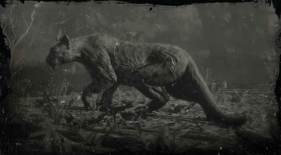 Giaguaro Panther | Red Dead Wiki |