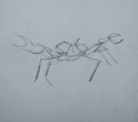 John's drawing of a Cuban Land Crab