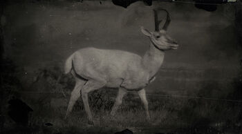 Legendarypronghorn