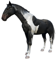 The Piebald Tobiano Hungarian Half-bred