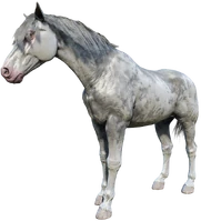 The White Roan Nokota