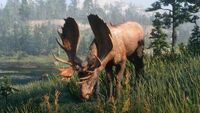 Moose screenshot - Red Dead Redemption 2