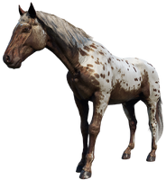 The Brown Leopard Appaloosa, Trelawny rode one of these named Gwydion