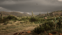 Cholla Springs landscape