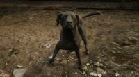 Mutt in Saint Denis