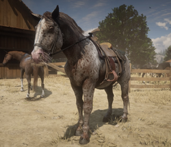 Appaloosa Red Dead Wiki Fandom