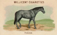 Horse Card