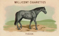 Horses Card Set | Red Dead Wiki