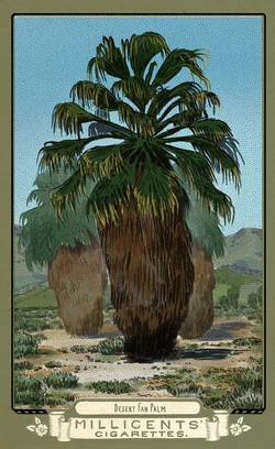 Flora of America Card Set | Red Dead Wiki