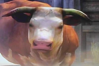 Bulle1.jpg (15 KB) A staring bull