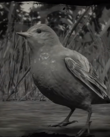 Songbird Rdr 2 Red Dead Wiki Fandom Songbird Rdr 2 Red Dead Wiki Fandom