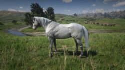 Appaloosa Red Dead Wiki Fandom