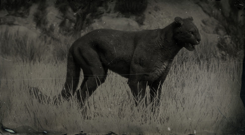 Pumas en red dead redemption 2 best sale