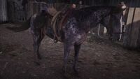 Dappled black thoroughbred horse (rdr 2)