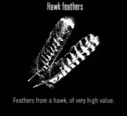 Animals Hawk Feathers