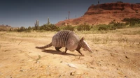 Armadillo (animal) 2.jpg (431 KB) Pancernik dziewięciopaskowy niedaleko Benedict Pass