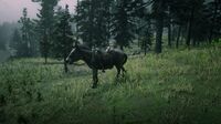 A rare instance of a saddled donkey that can be seen during select random encounters with the Danger Seeker and the Fame Seeker Red Dead Online