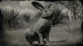 RabbitRDR2