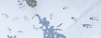 Frozen Cattle