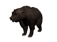 3D model of bear.