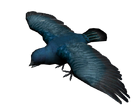 Pajaro cantor.png