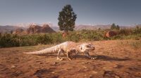 Desert Iguana in Plainview, Río Bravo