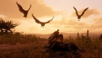 Turkey Vulture screenshot - Red Dead Redemption 2