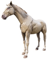 The Cremello Gold Dutch Warmblood, there is only one which is ridden by Hamish Sinclair as well as Arthur/John named Buell